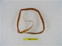 藏品(線尾鴨嘴鰻)的圖片